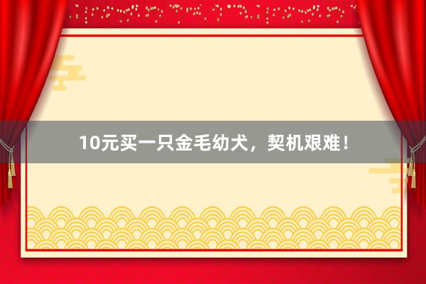 10元买一只金毛幼犬，契机艰难！